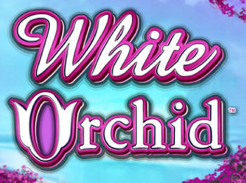 White Orchid